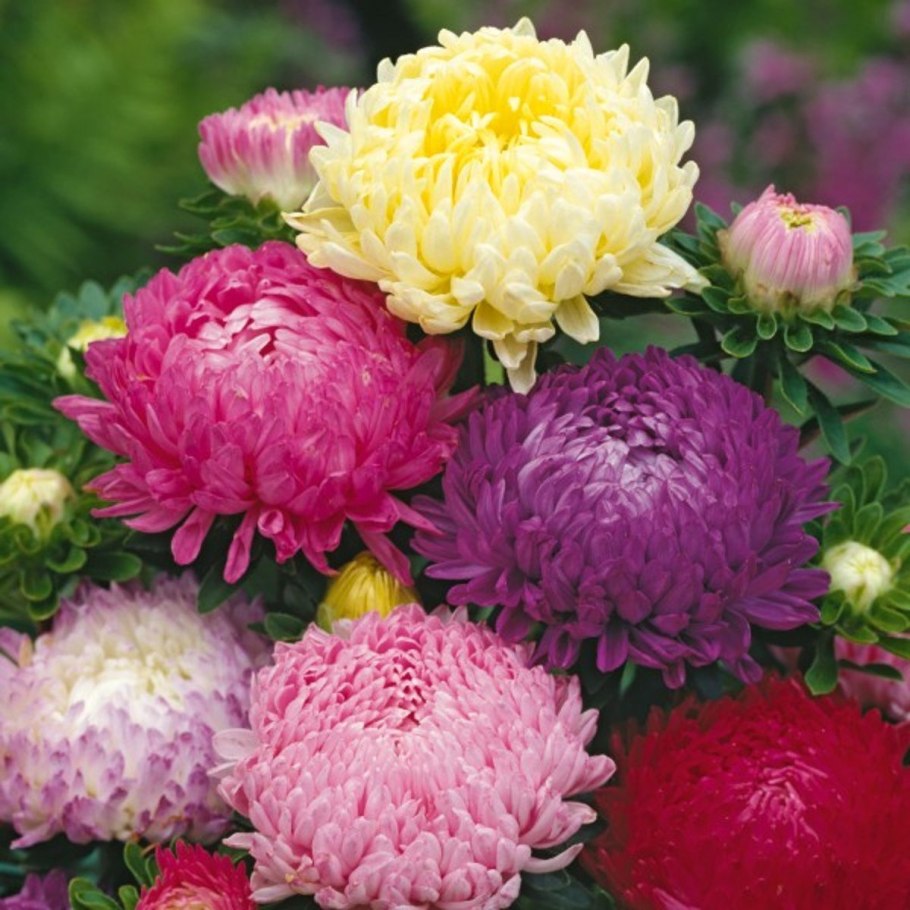 Астра пионовидная махровая