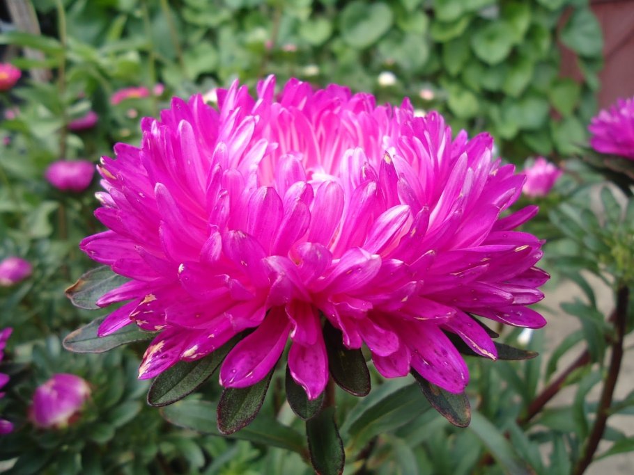 Астра гигант бордо