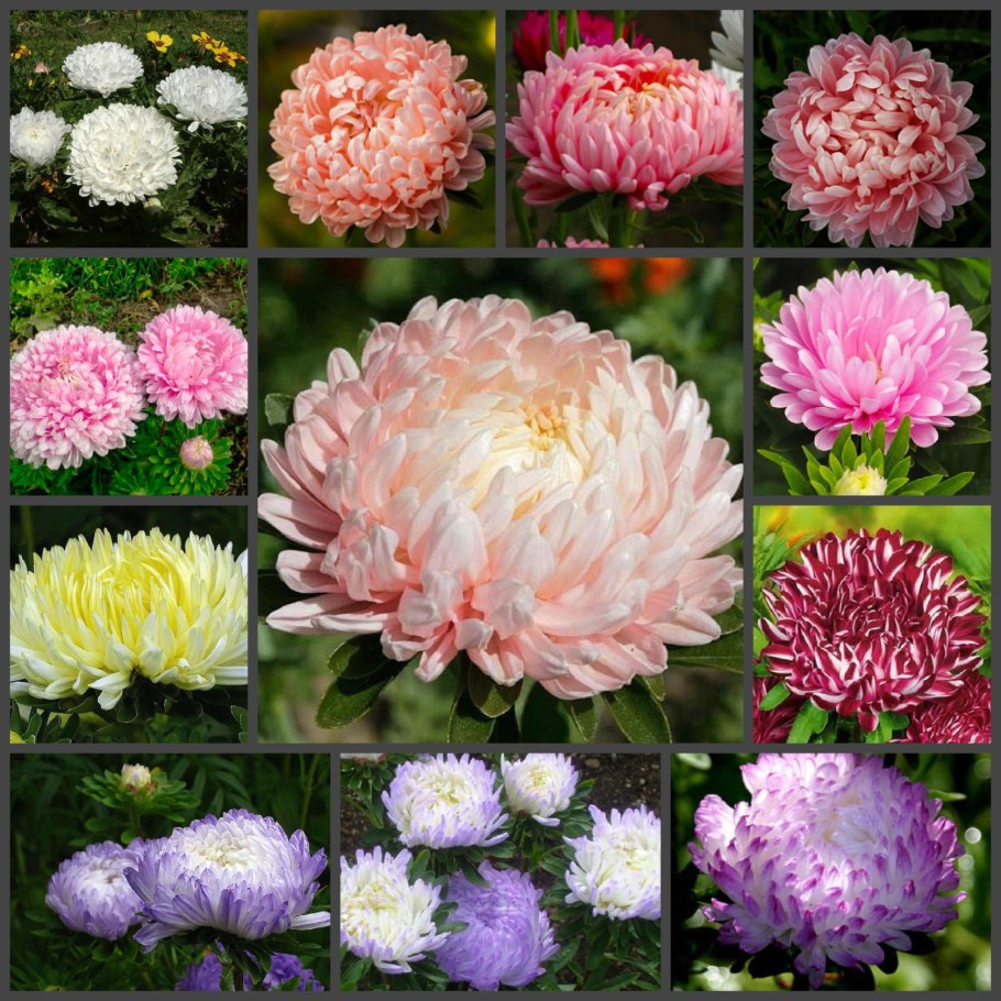 Астра китайская пионовидная