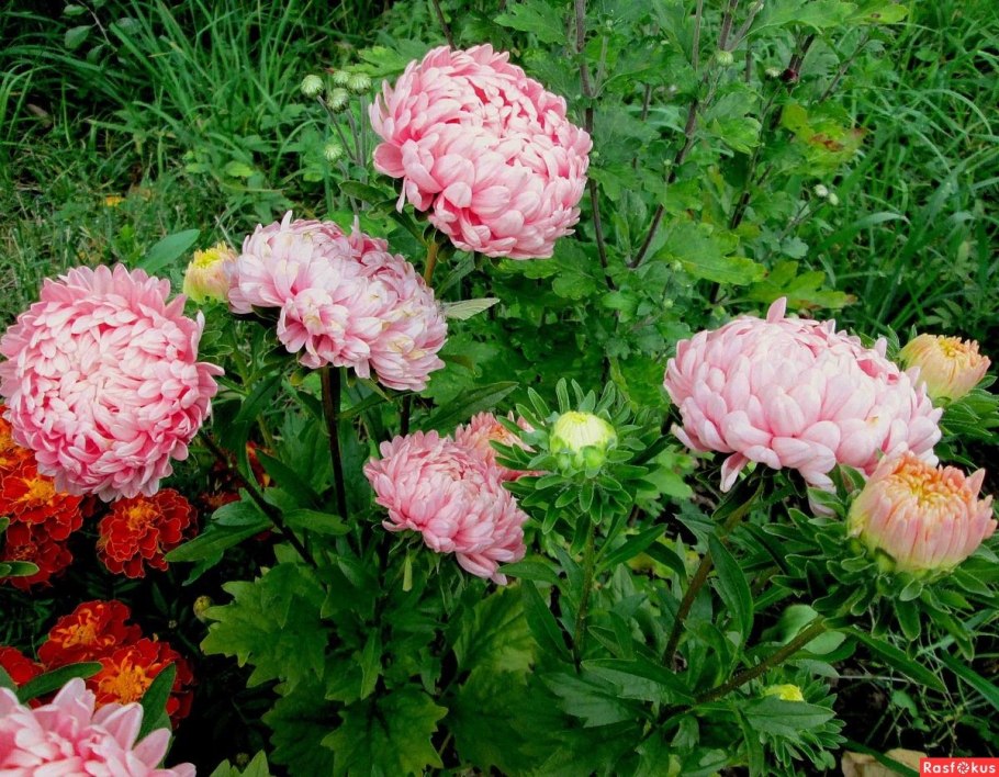 Астра пионовидная Янина