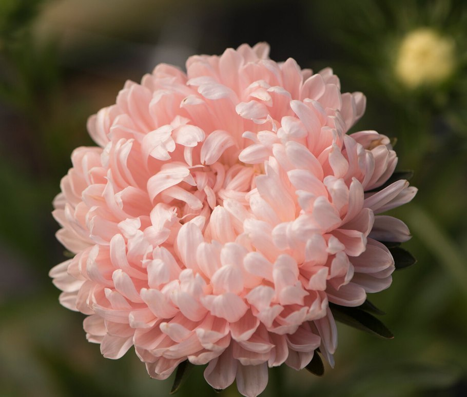 Астра пионовидная Дюшес микс