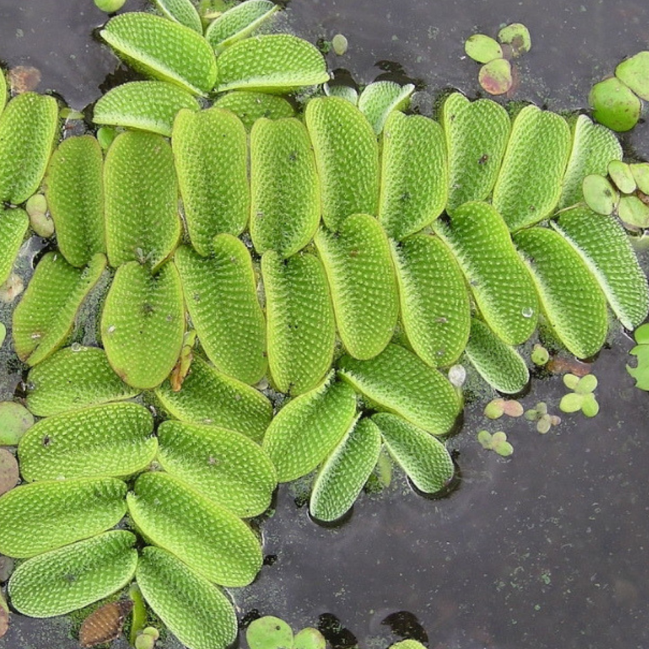 Папоротник Salvinia Natans