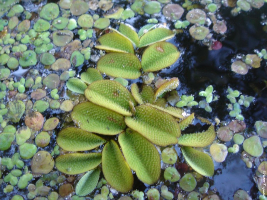 Папоротник Сальвиния ушастая