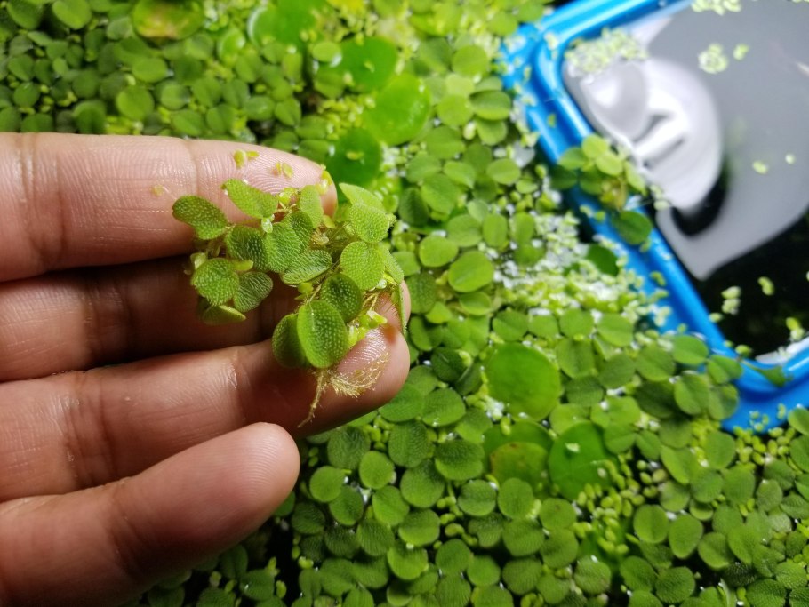 Сальвиния плавающая