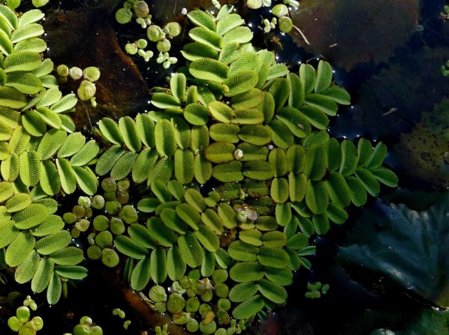 Папоротник Сальвиния ушастая