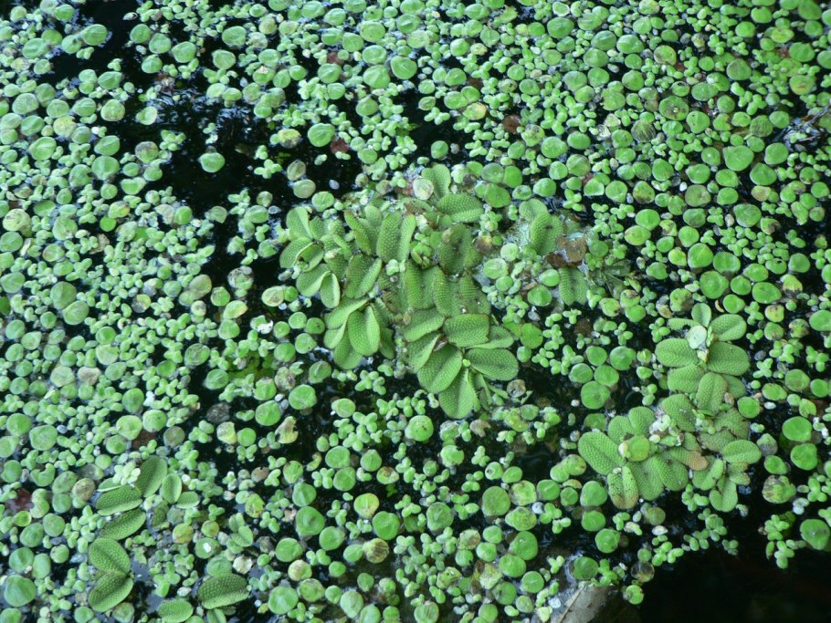 Папоротник Сальвиния