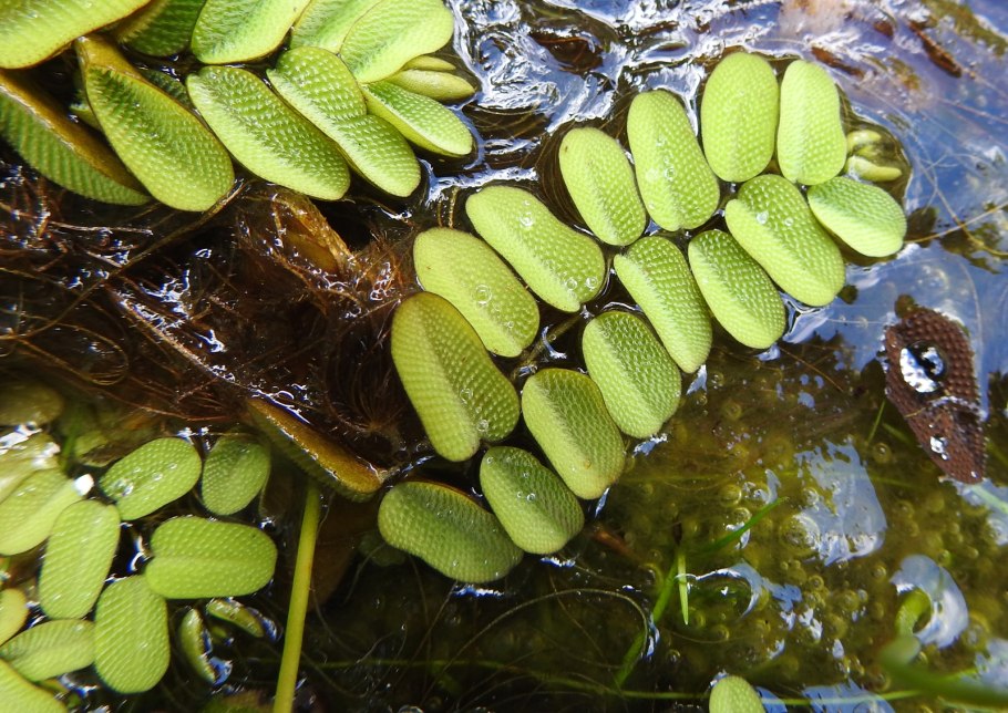 Клубни Salvinia Natans