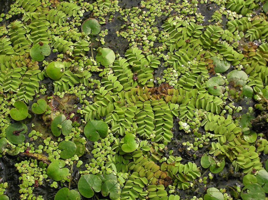 Водный папоротник Сальвиния