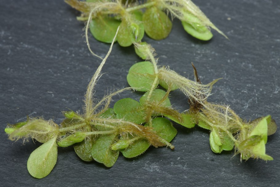 Сальвиния аквариумное