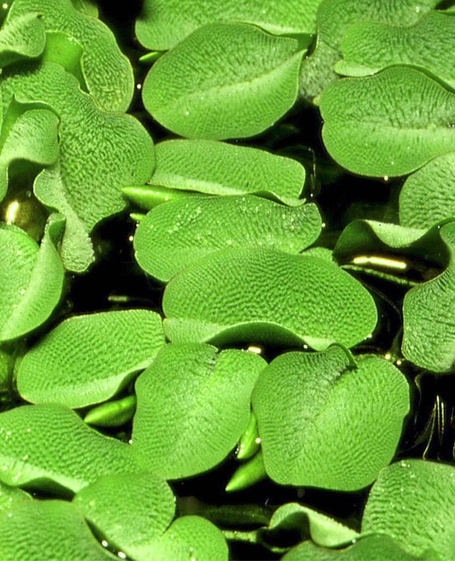 Salvinia Natans