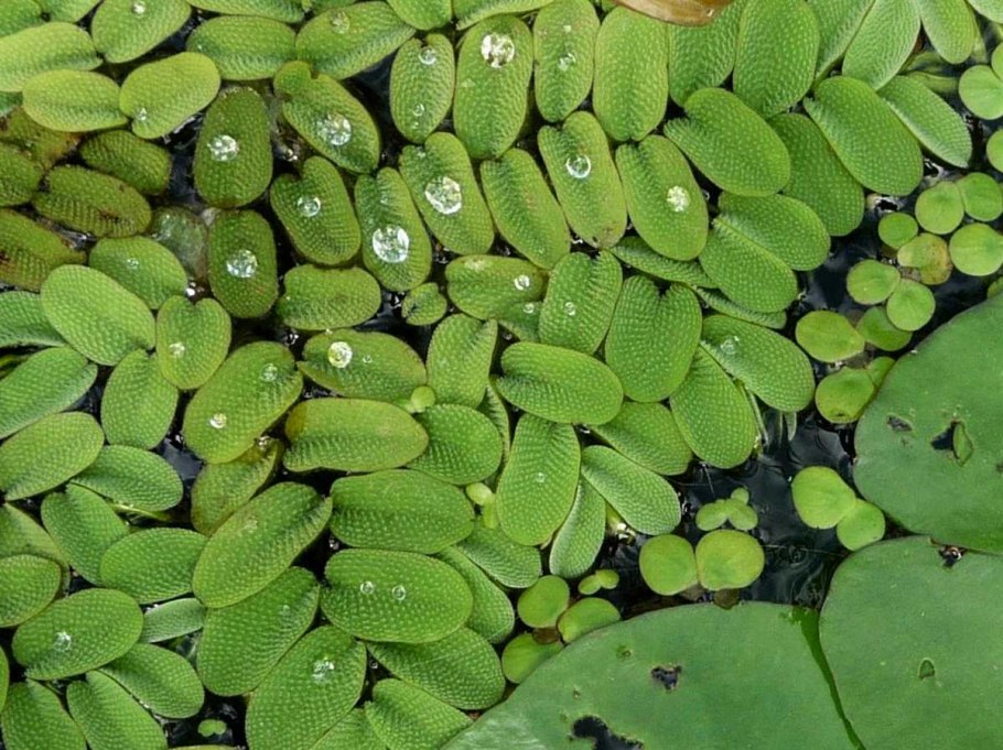 Сальвиния ушковидная