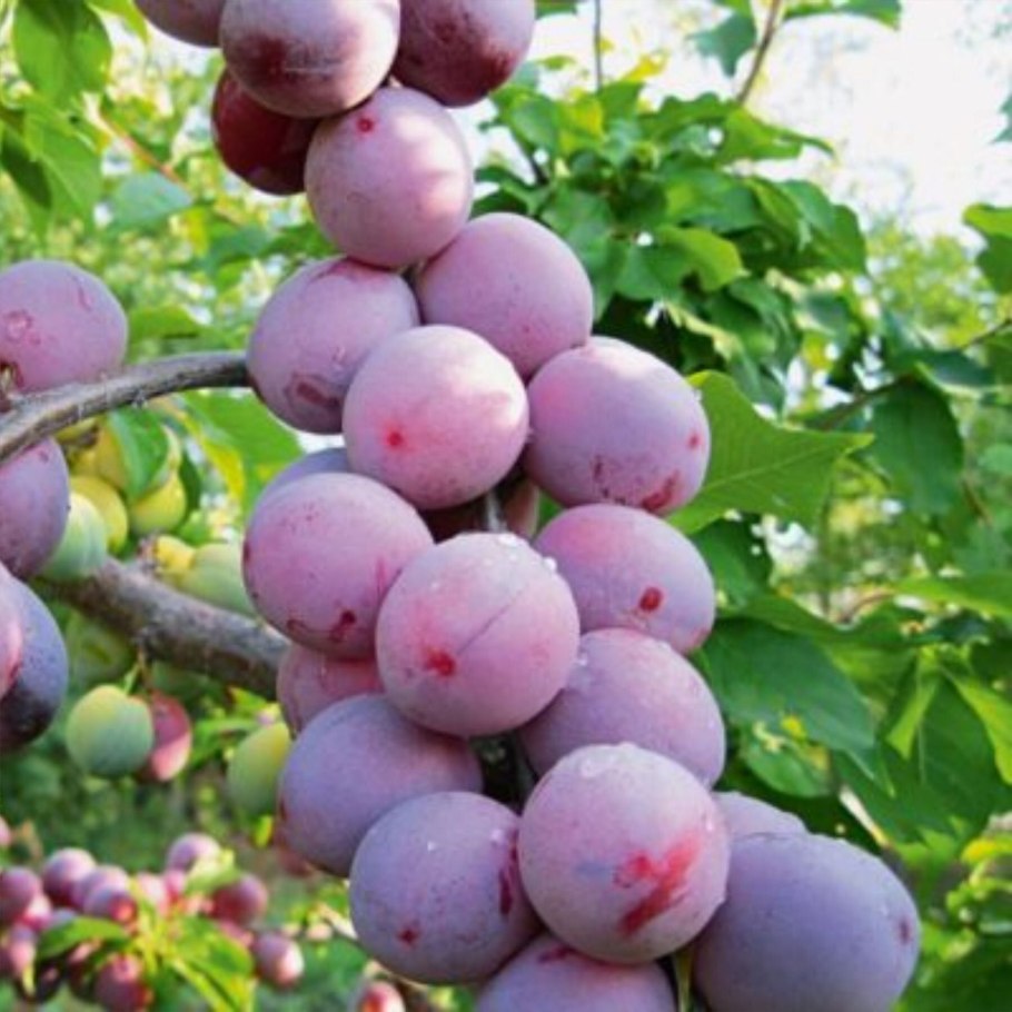 Алыча Империал колоновидная