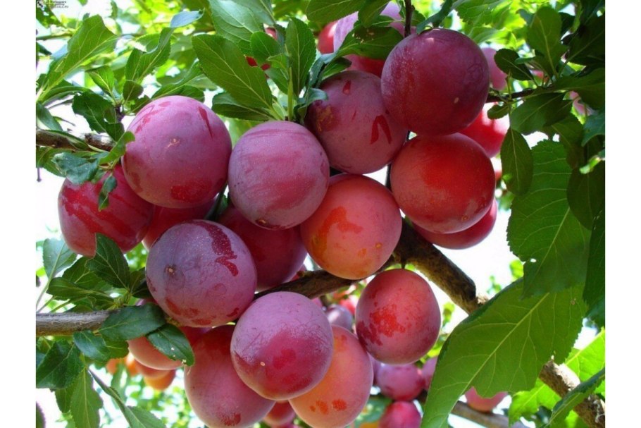 Слива Алтайская Юбилейная