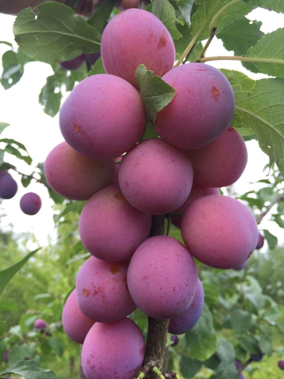 Шарафуга вельвет