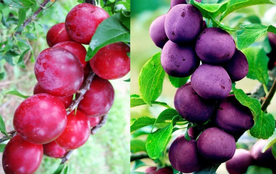 Алыча Империал колоновидная