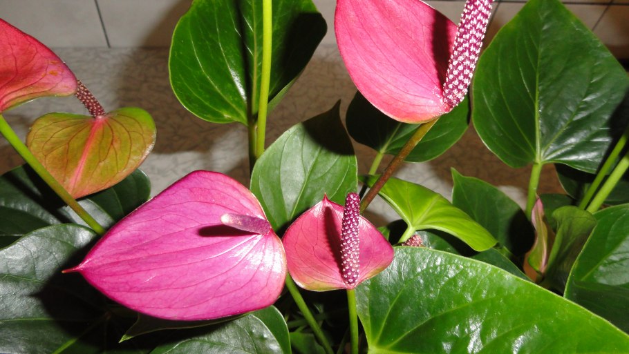 Антуриум Сириш