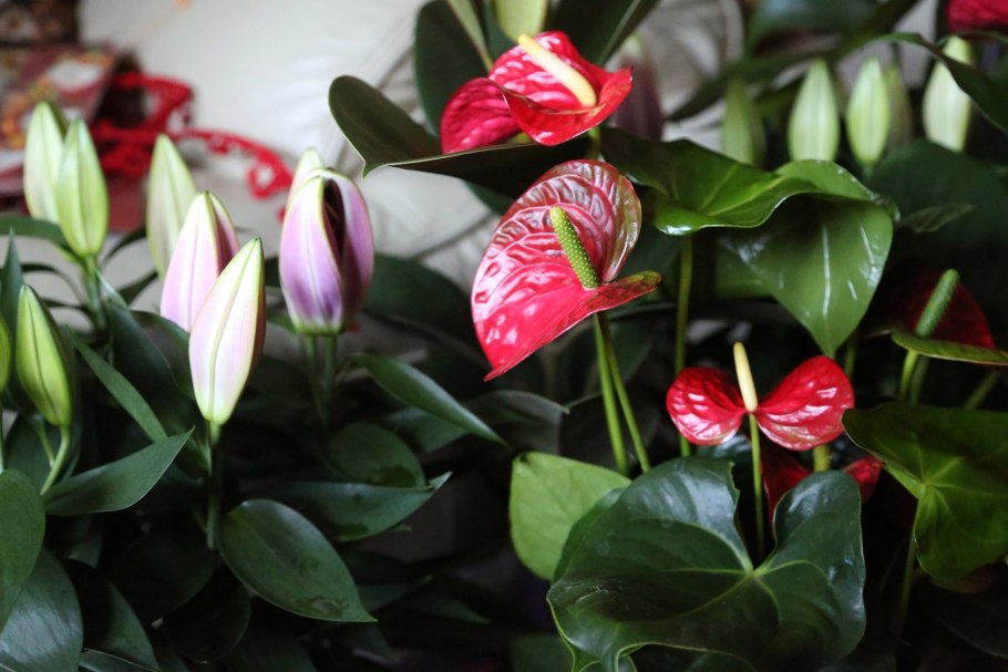 Антуриум Арроу