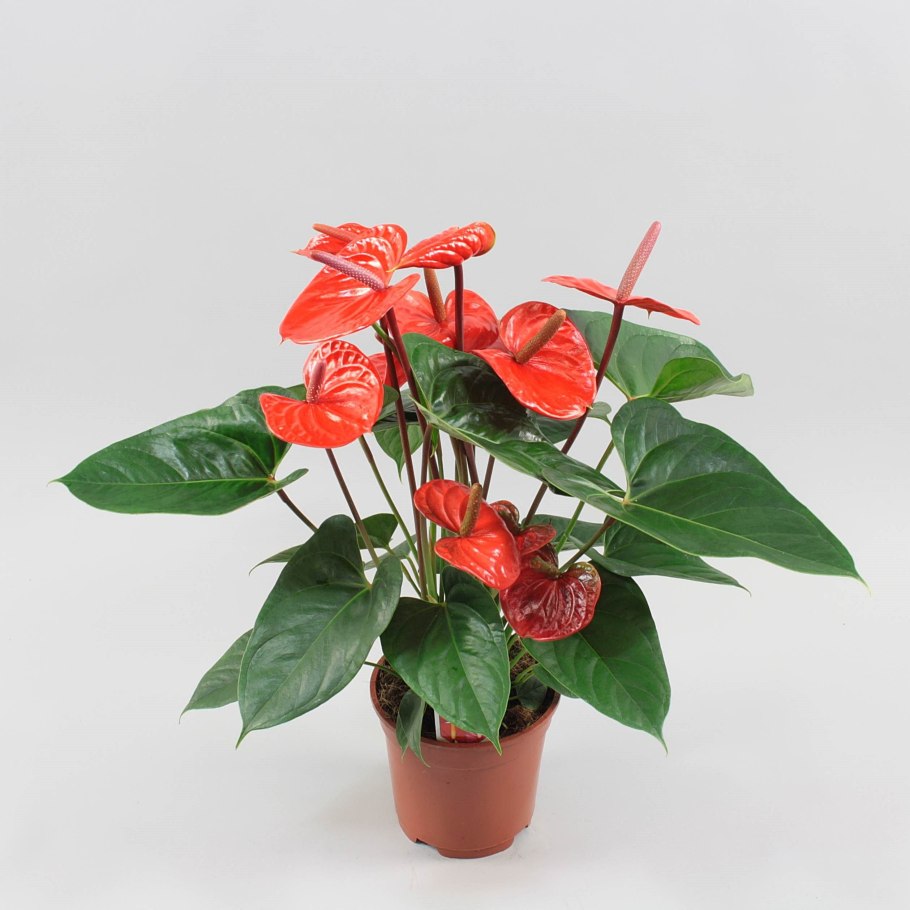 Антуриум арабский принц