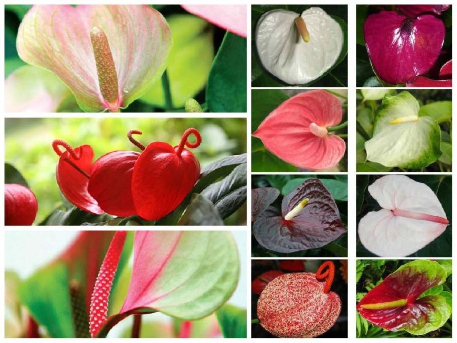 Антуриум Андрианум Джоли персиковый