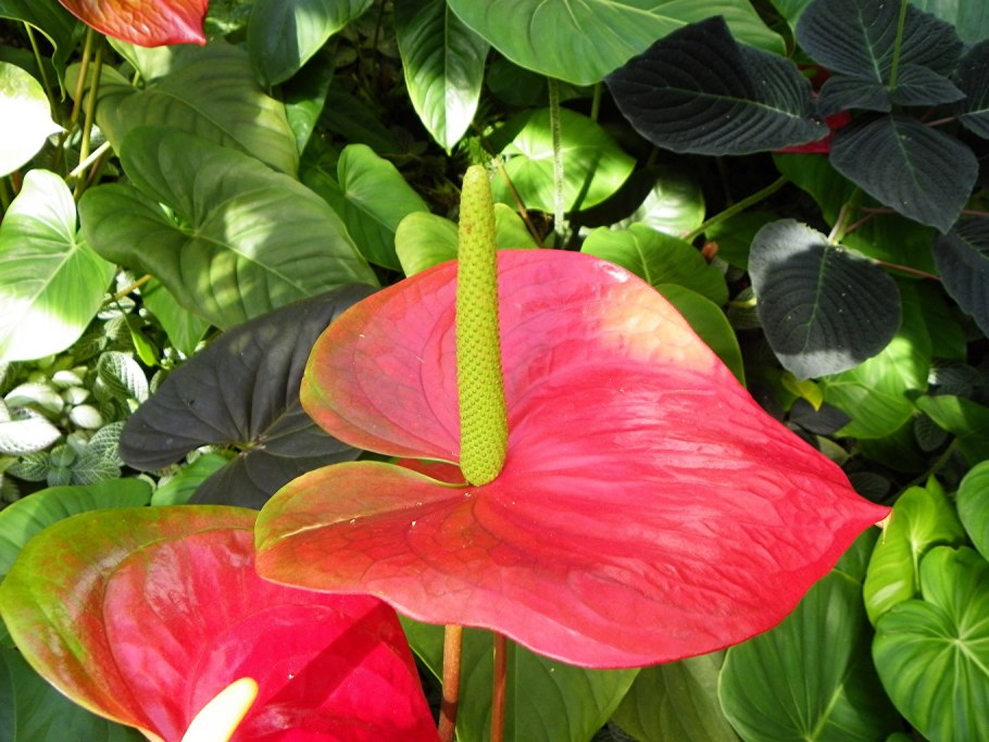 Антуриум расцветки