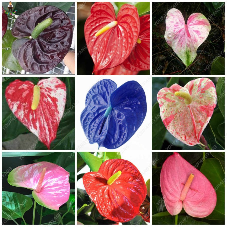 Антуриум Фламинго ред