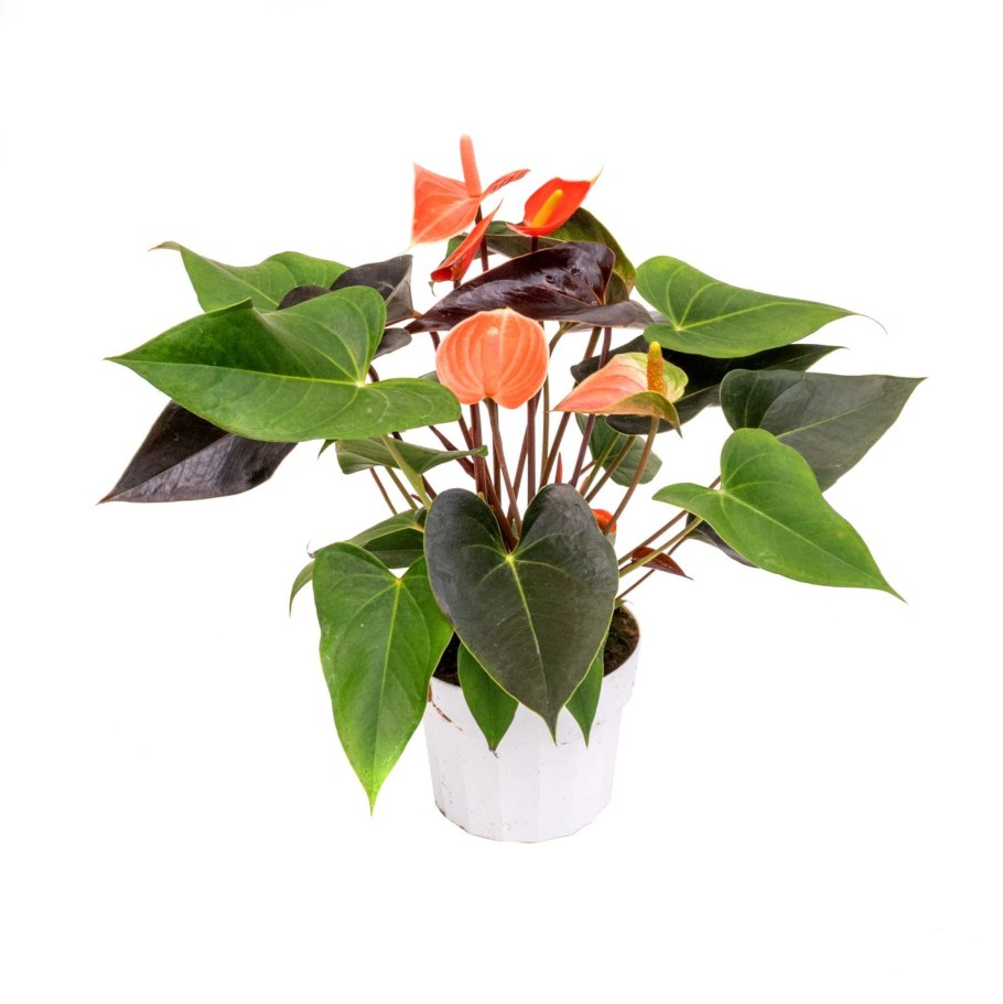 Антуриум Андре красный