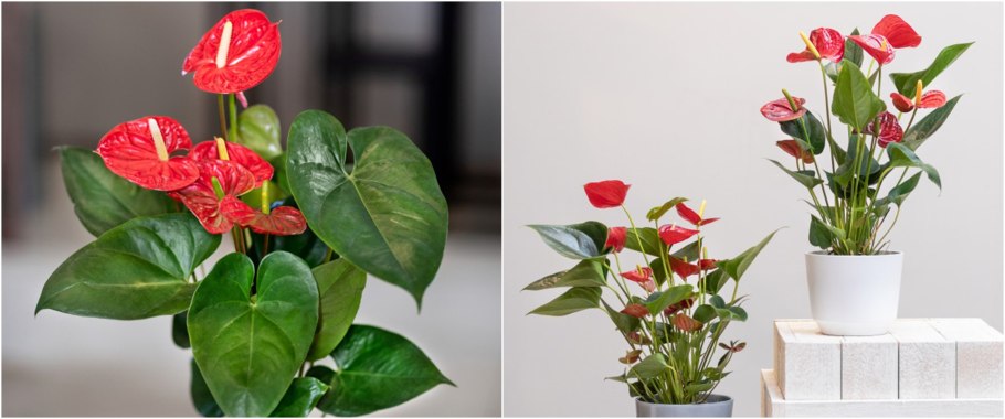 Антуриум Rainbow Obake