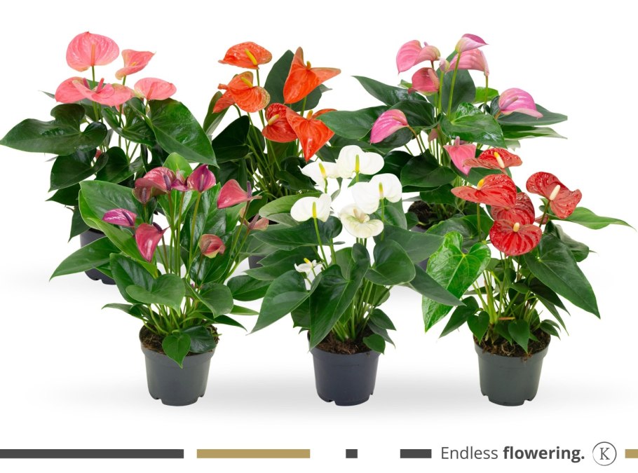 Антуриум Андрианум микс d9