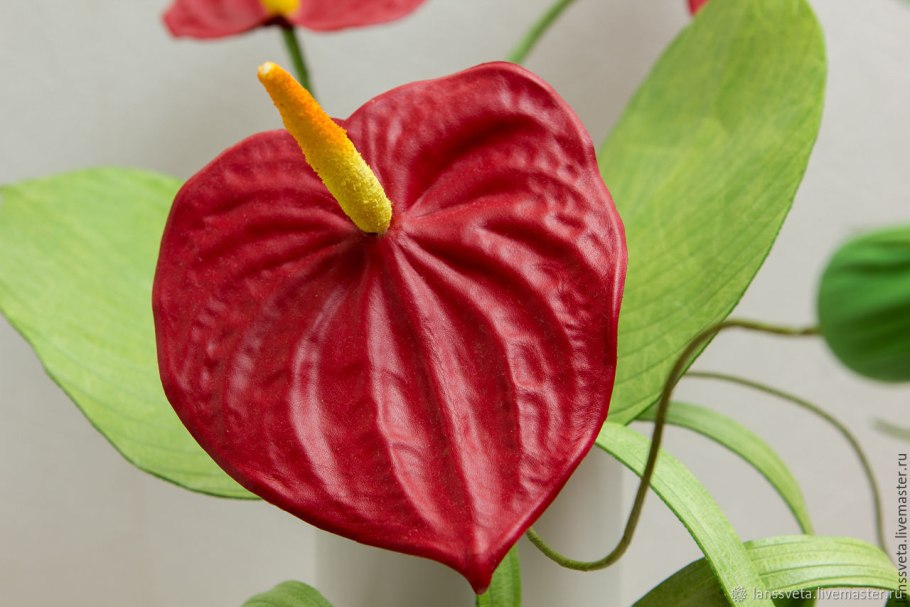 Антуриум цвета