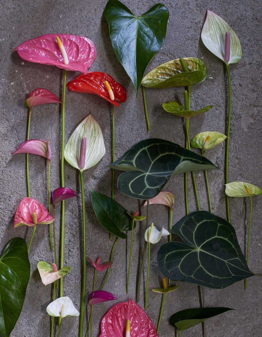 Антуриум furcatum