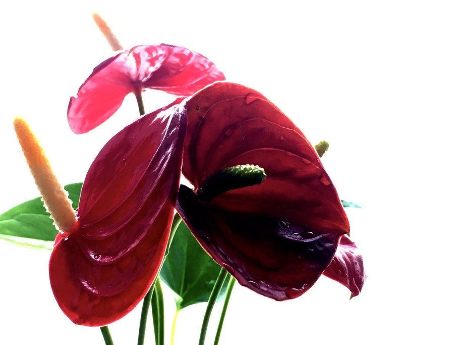 Антуриум Андрианум (Anthurium andreanum)