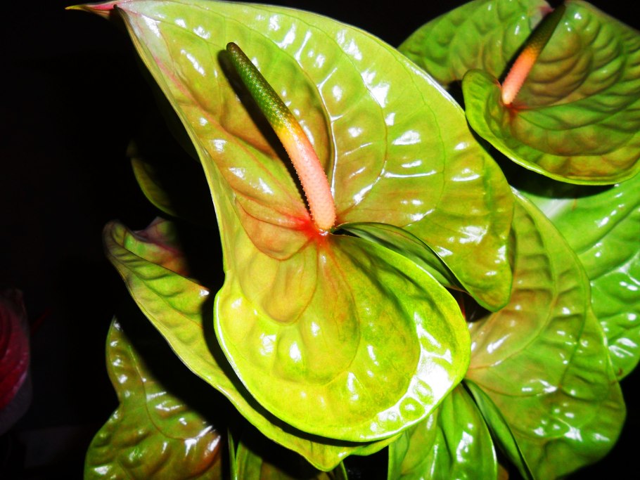 Антуриум Бугатти Роял