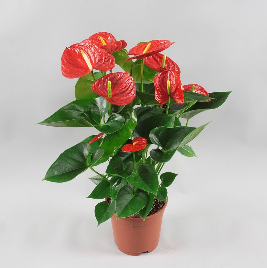 Антуриум диамонд ред