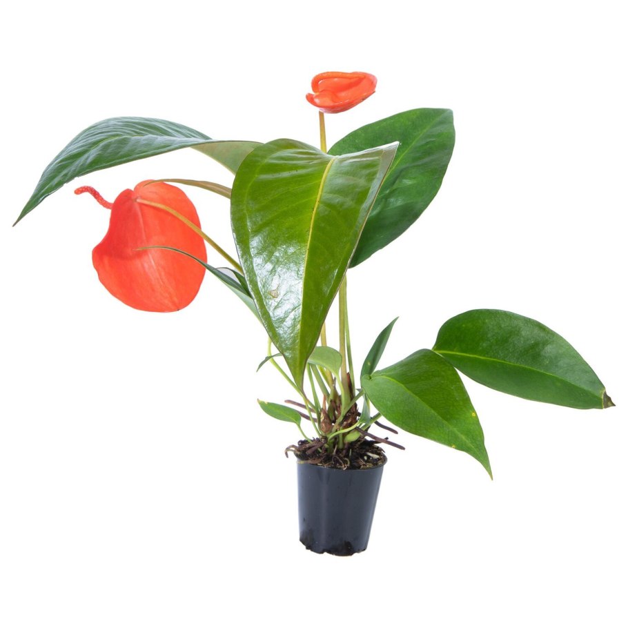 Антуриум Андре