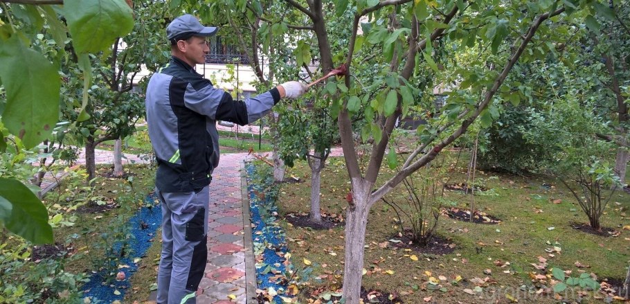 Обрезка деревьев в саду