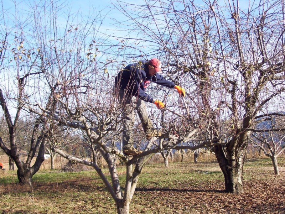 Кронирование яблони