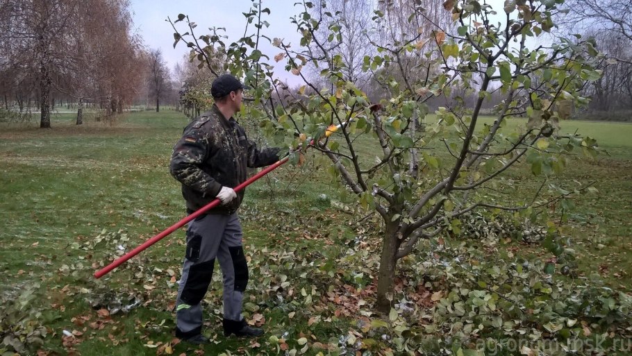 Обрезка яблоневого сада