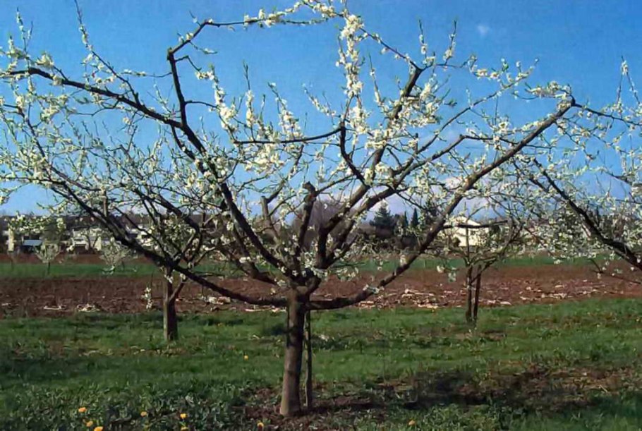 Чашевидная крона черешни