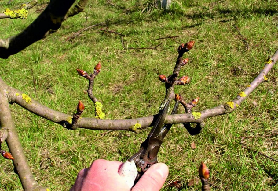 Груша Чижовская обрезка весной