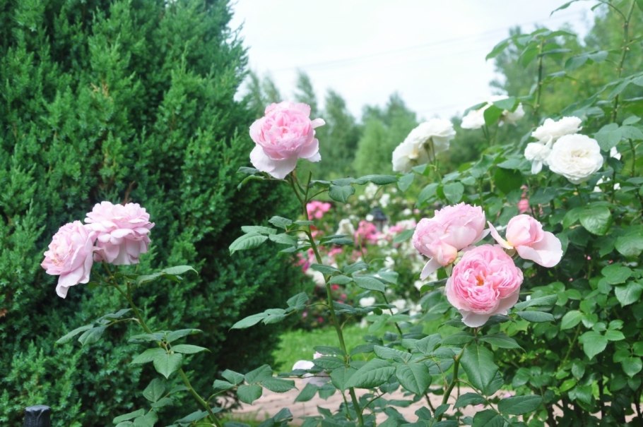 Роза Ансент Маринер