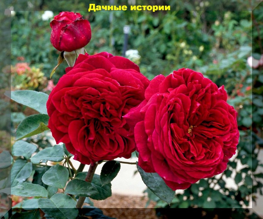 Роза зе Ив Роуз