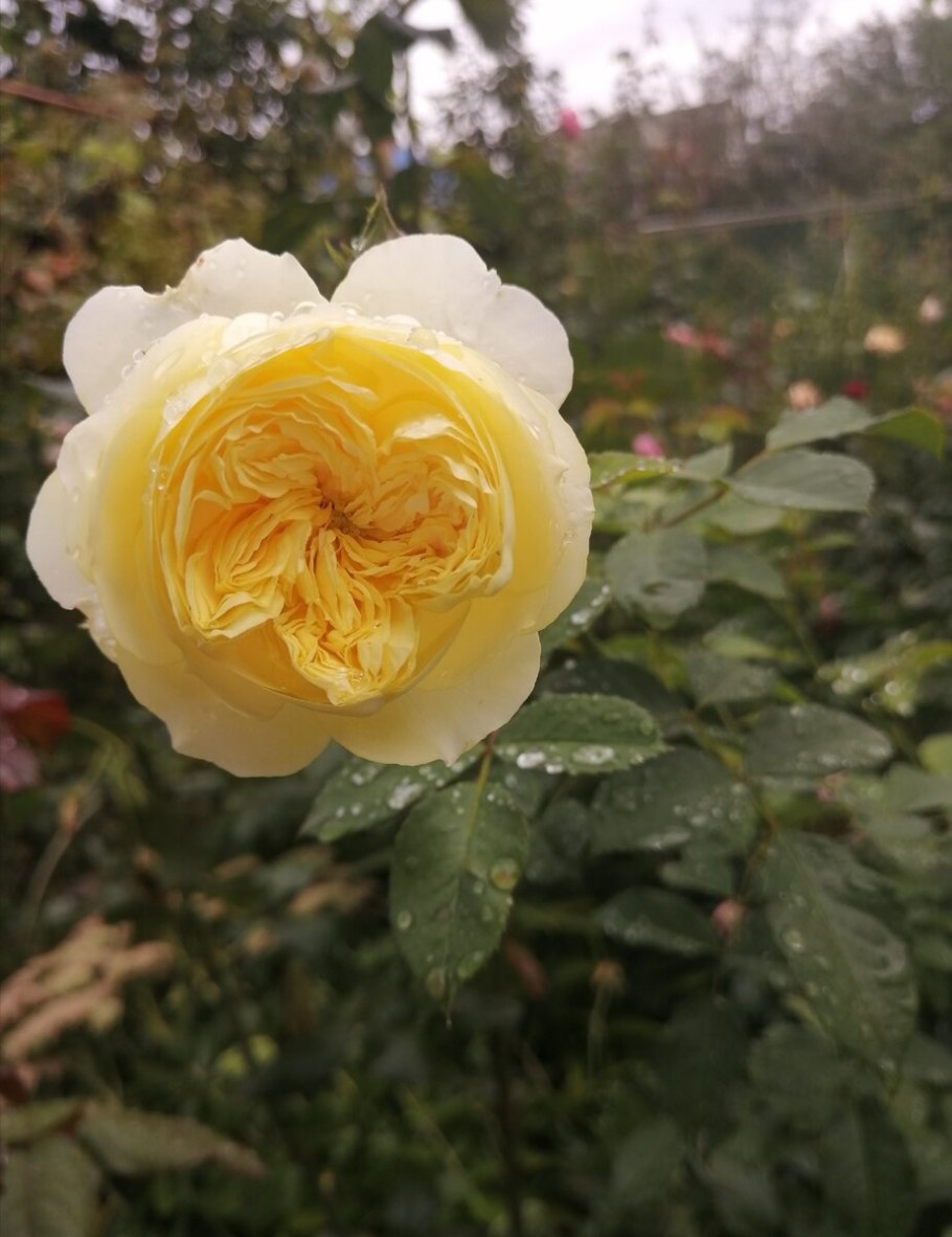 Роза David Austin Scepter'd Isle