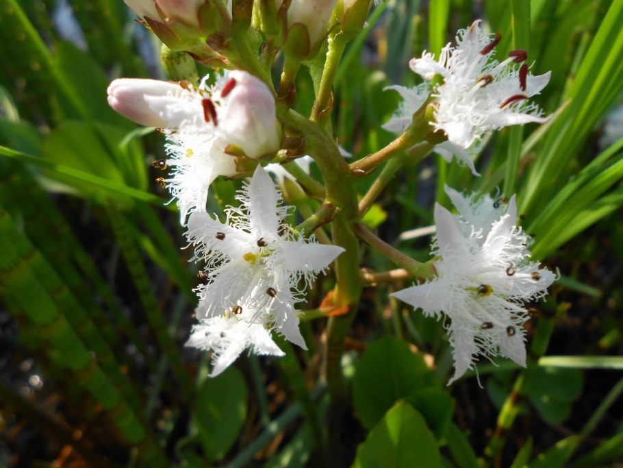 Вахта трехлистная (Menyanthes trifoliata l.)