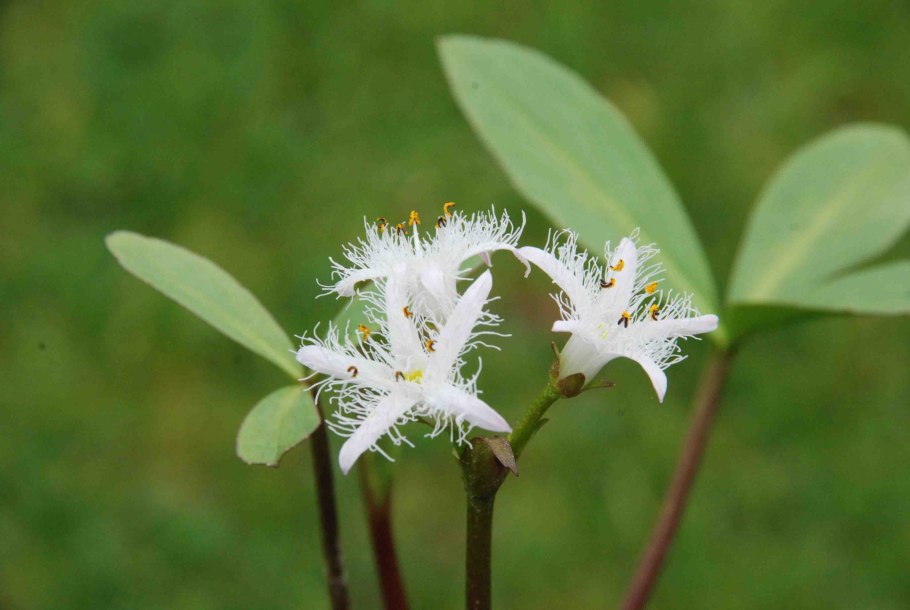 Вахта Menyanthes trifoliata