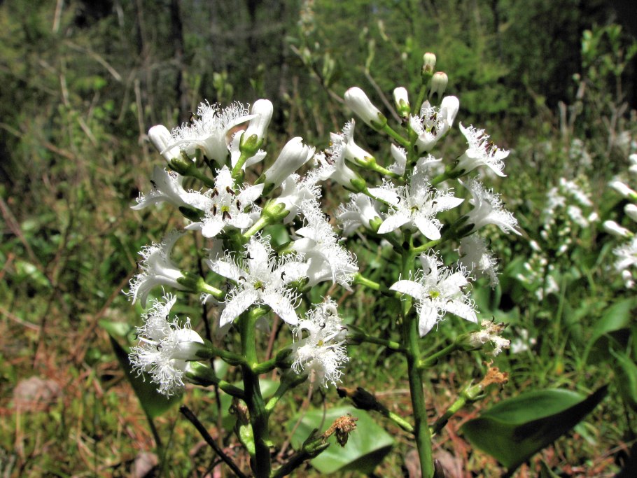 Menyanthes trifoliata