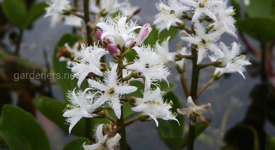 Вахта трёхлистная Menyanthus tripholiata