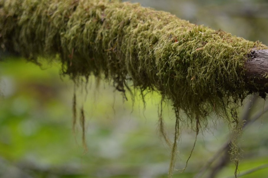 Новозеландское Крапивное дерево