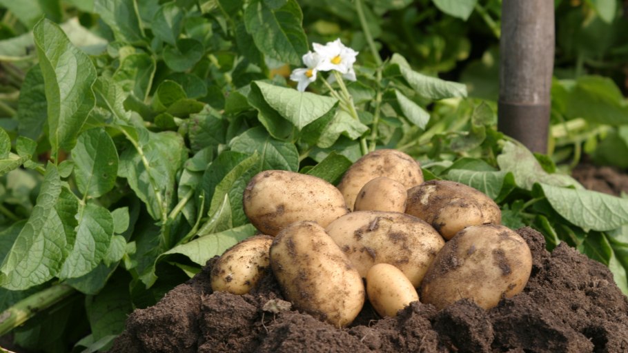 Картофель обыкновенный - Solanum. Tuberosum