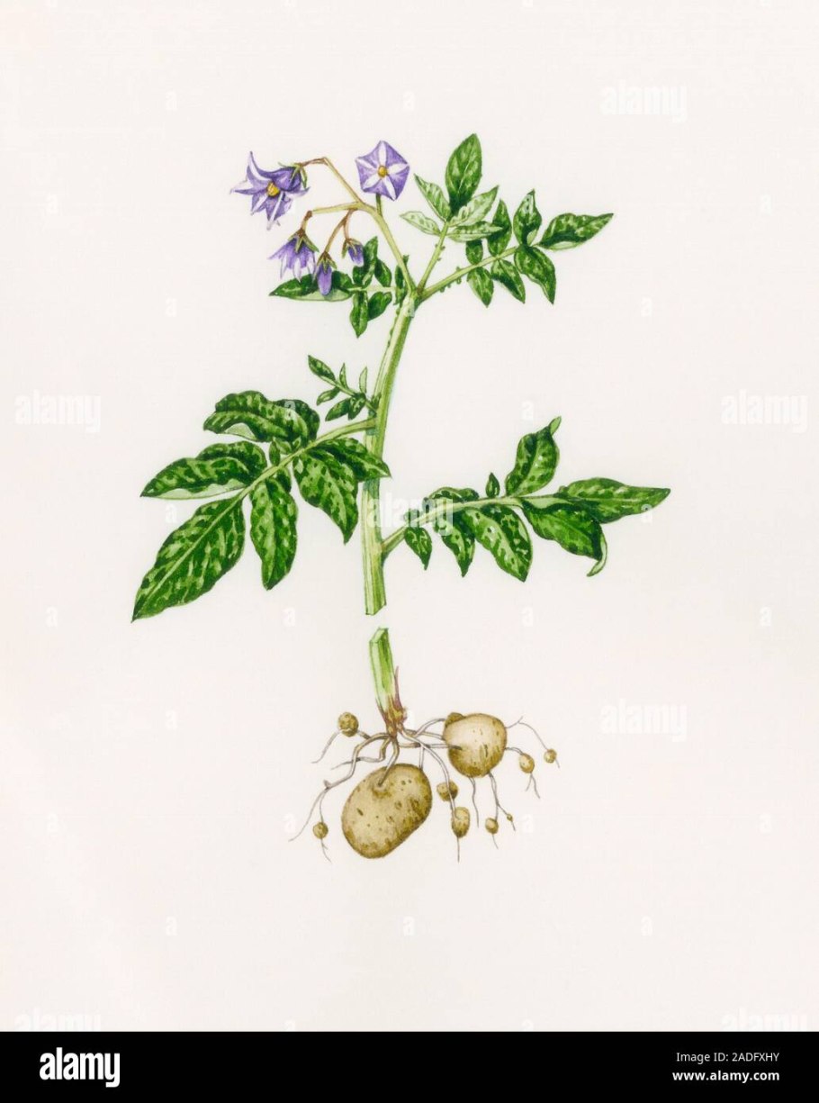 Цветок картофеля