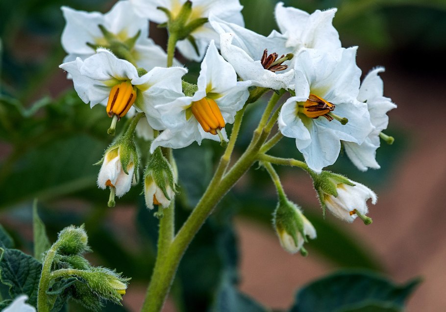 Викторов Никишов биология 6 класс